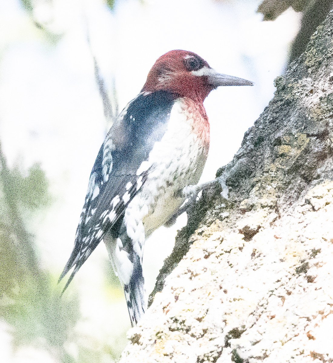 Red-breasted Sapsucker - ML497495711