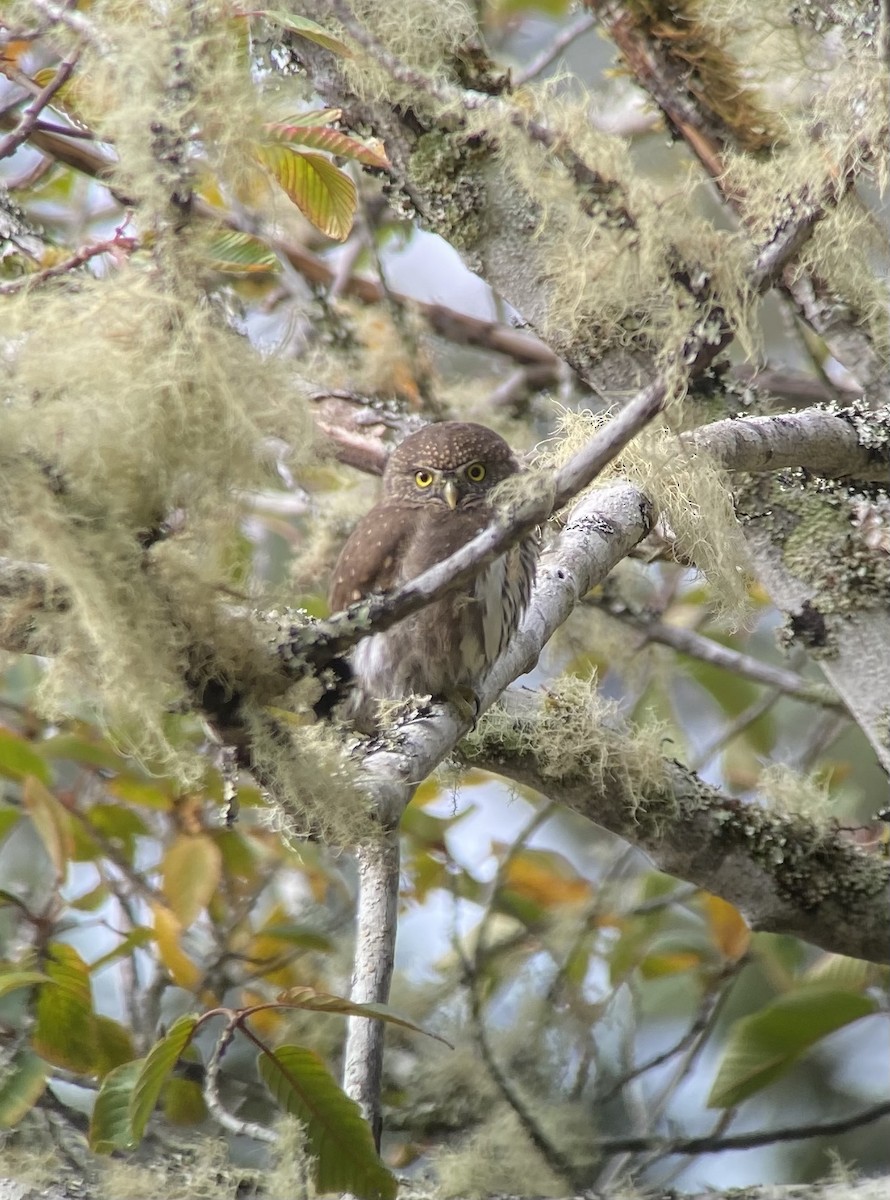 Northern Pygmy-Owl - ML497495791