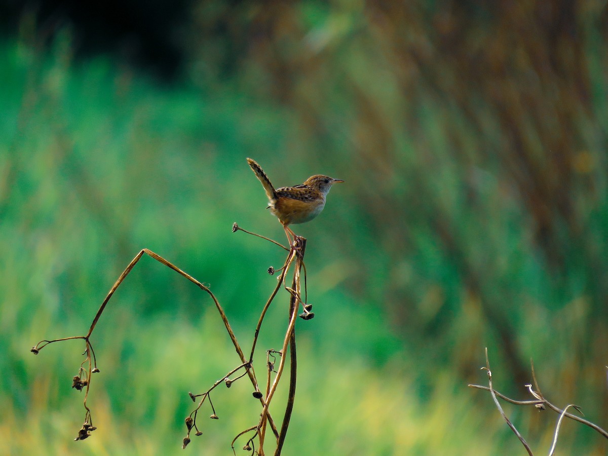 Grass Wren (Northern) - ML497496191