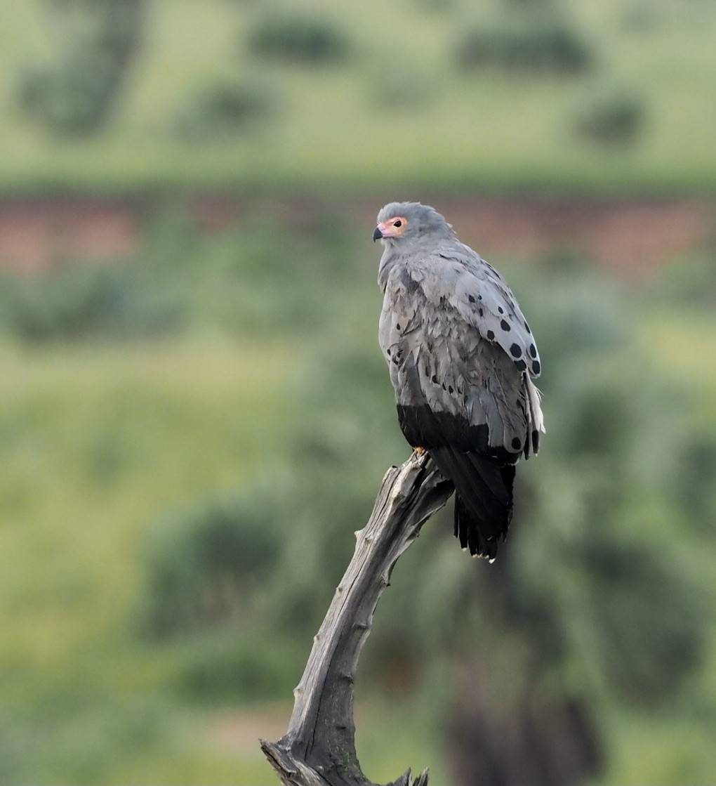 African Harrier-Hawk - ML497496871