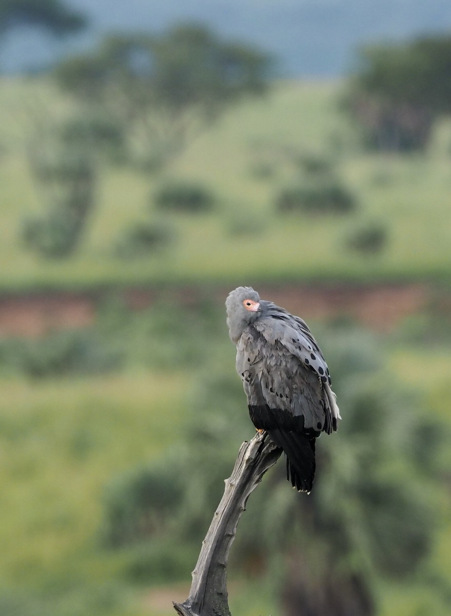 African Harrier-Hawk - ML497496881