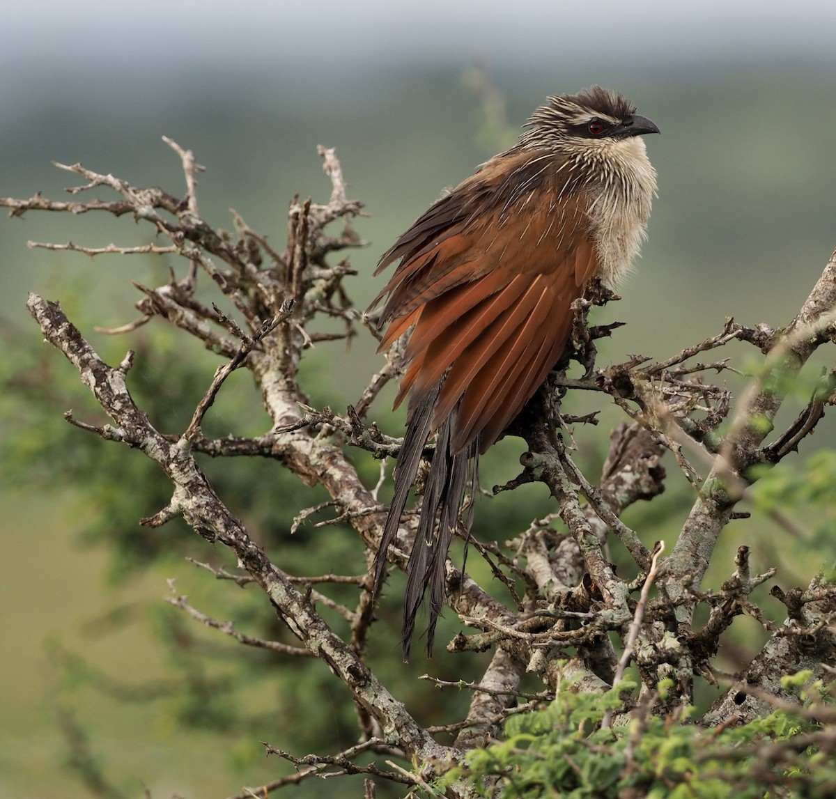 Coucal à sourcils blancs - ML497497531