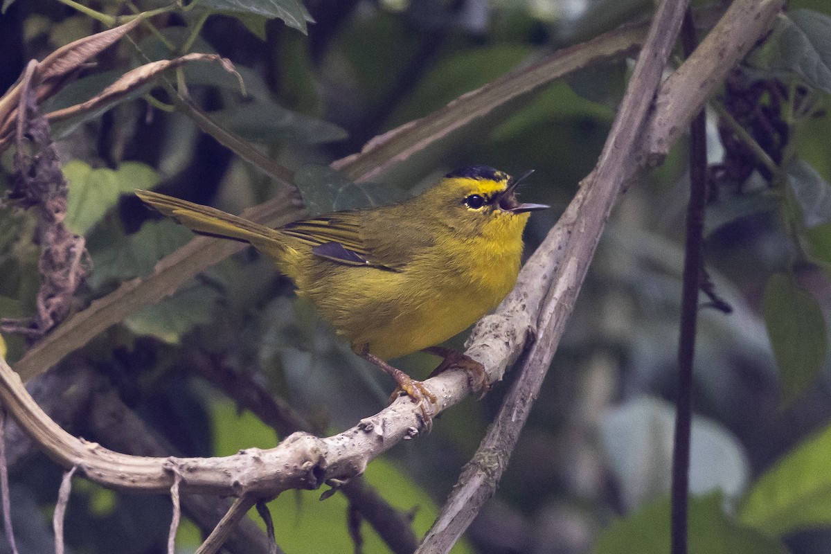 Black-crested Warbler - ML497498011