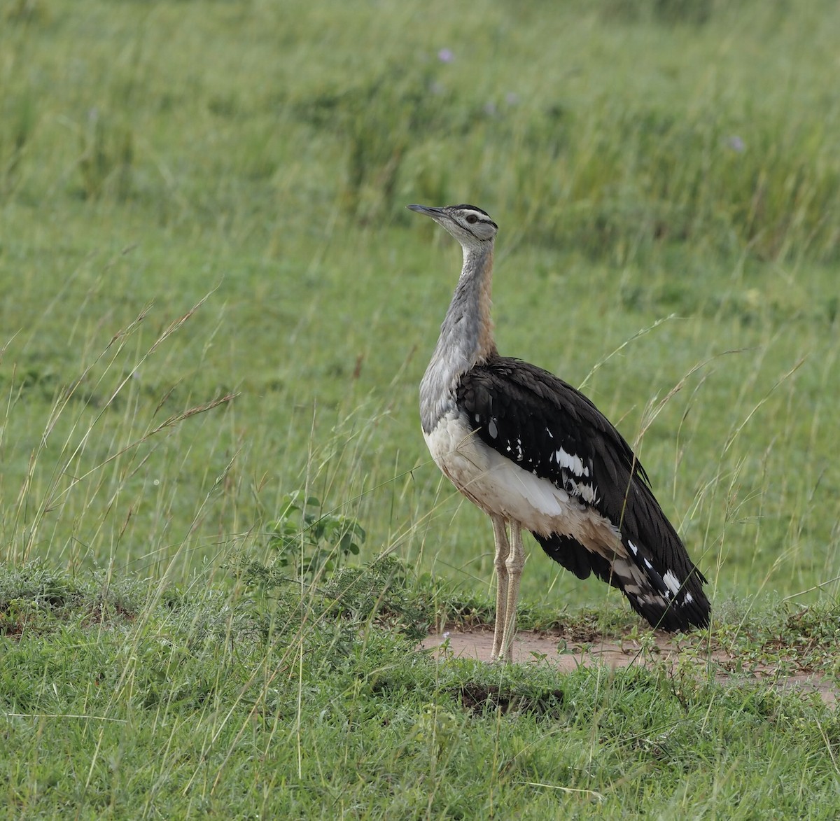 Denham's Bustard - ML497498611