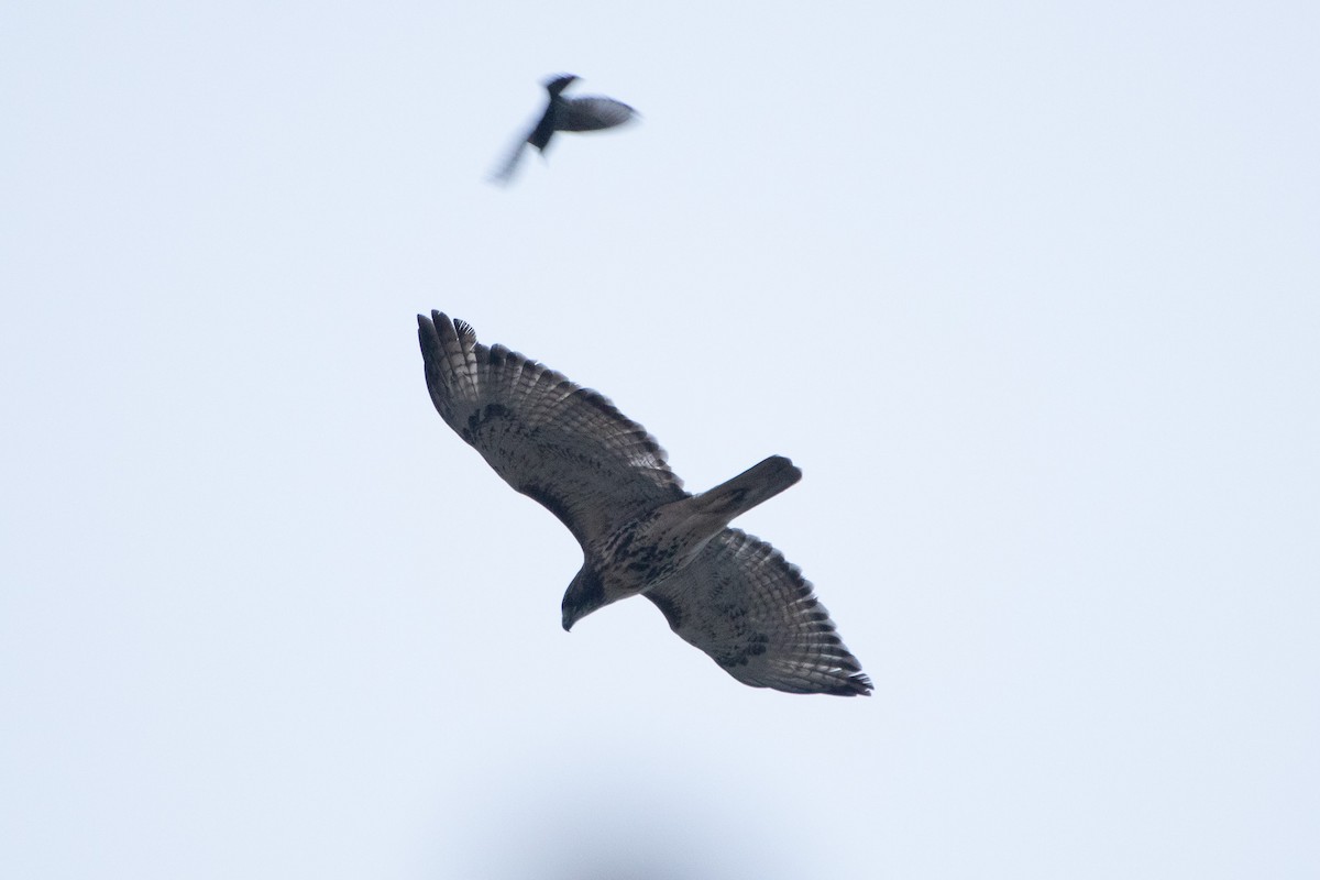 Red-tailed Hawk - ML497499361