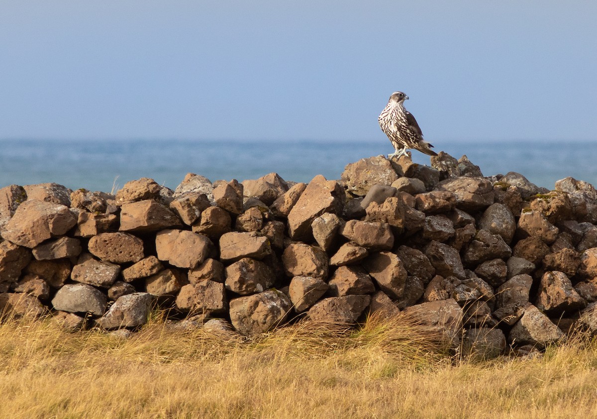 Gyrfalcon - ML497499441