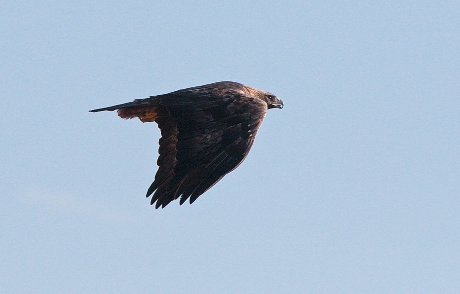 Golden Eagle - Brandon Holden