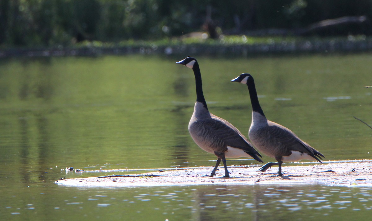 Canada Goose - ML497499851