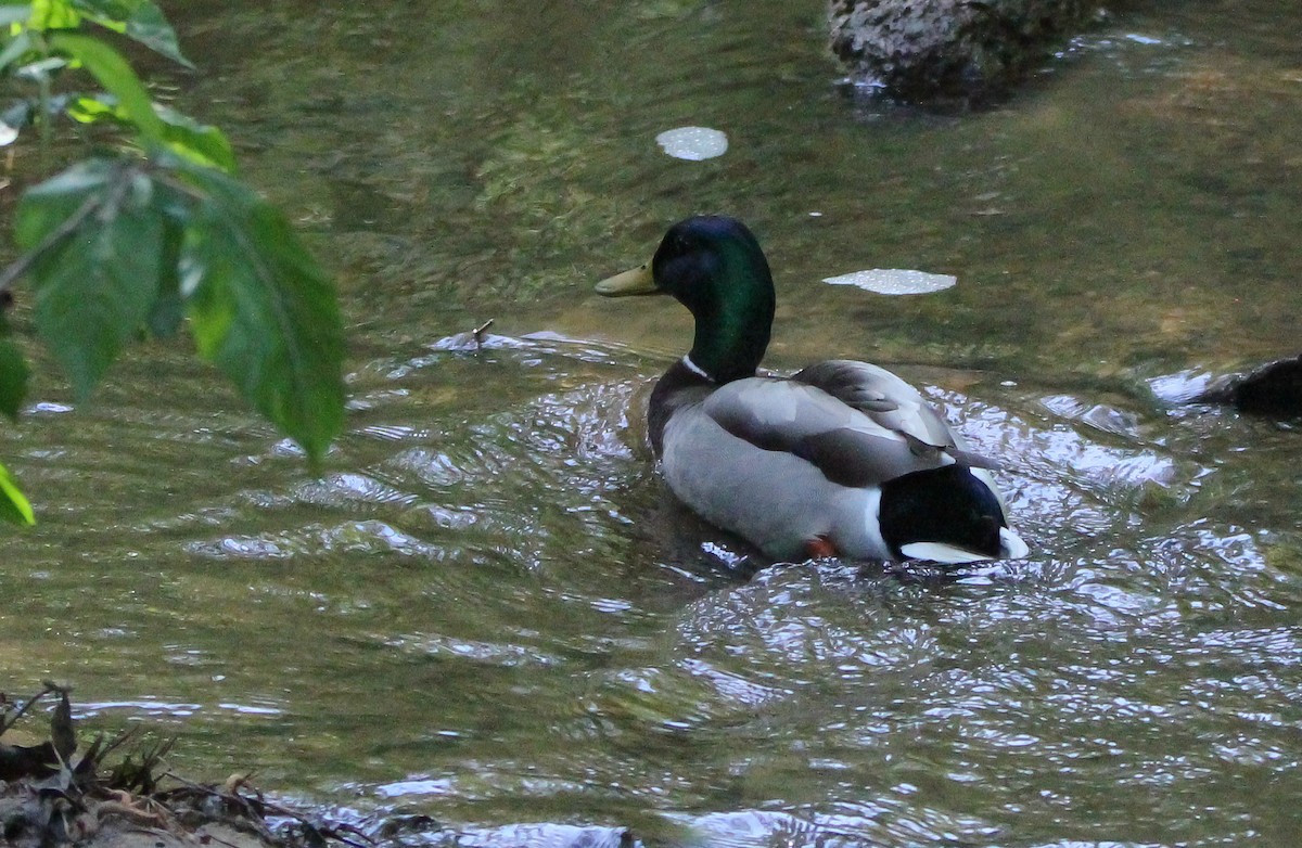 Mallard - ML497499901