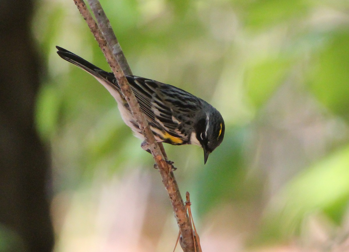 Yellow-rumped Warbler - ML497500031