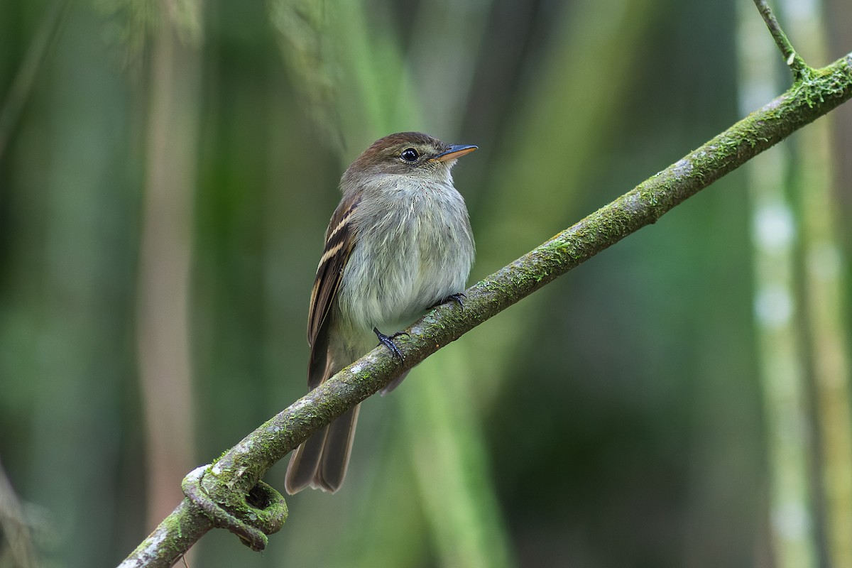 Euler's Flycatcher - ML497500461