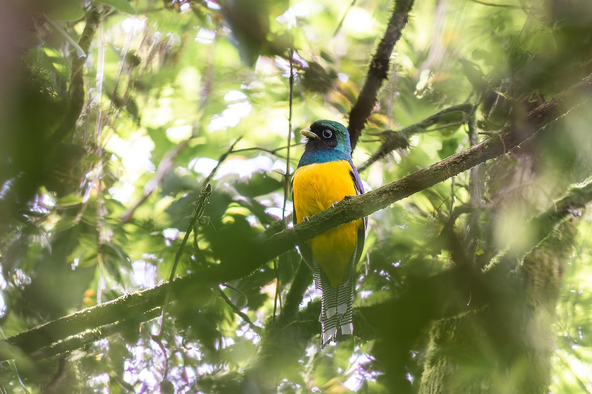 Trogon de Pelzeln - ML497500711