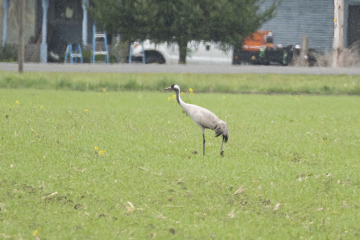 Common Crane - ML497501341