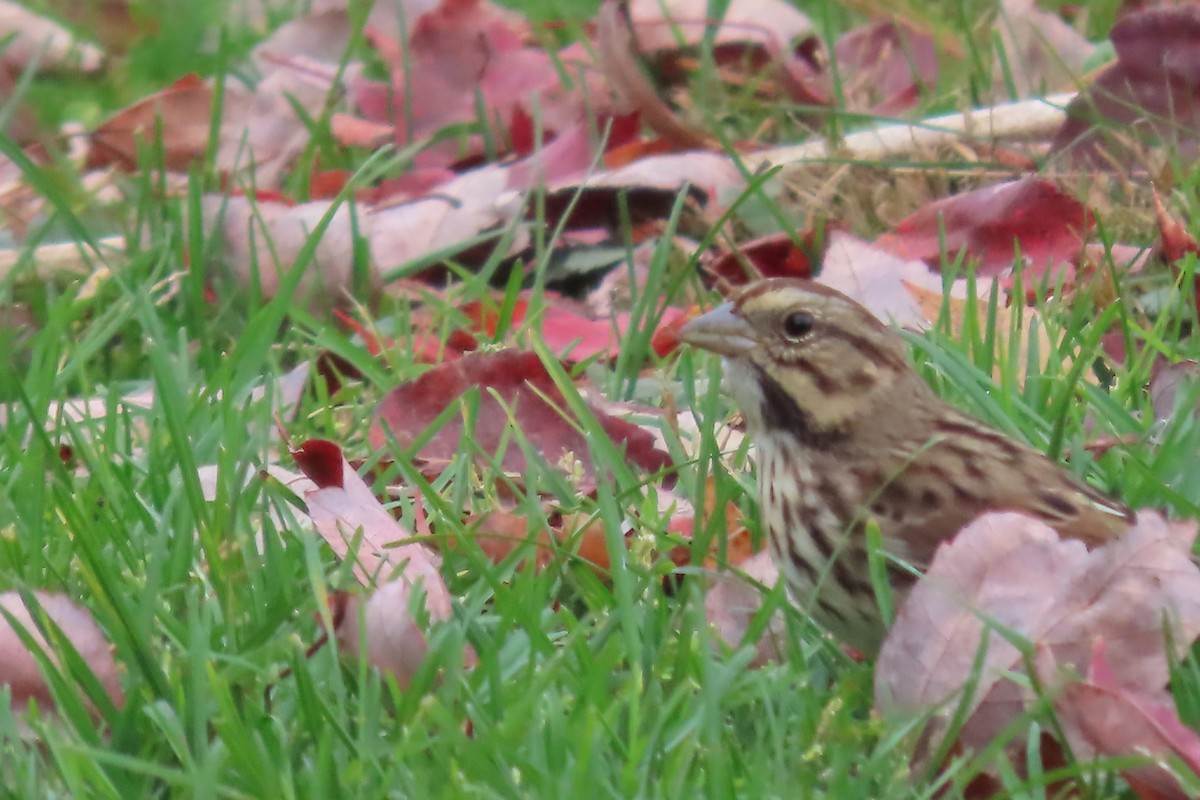 Song Sparrow - ML497502851