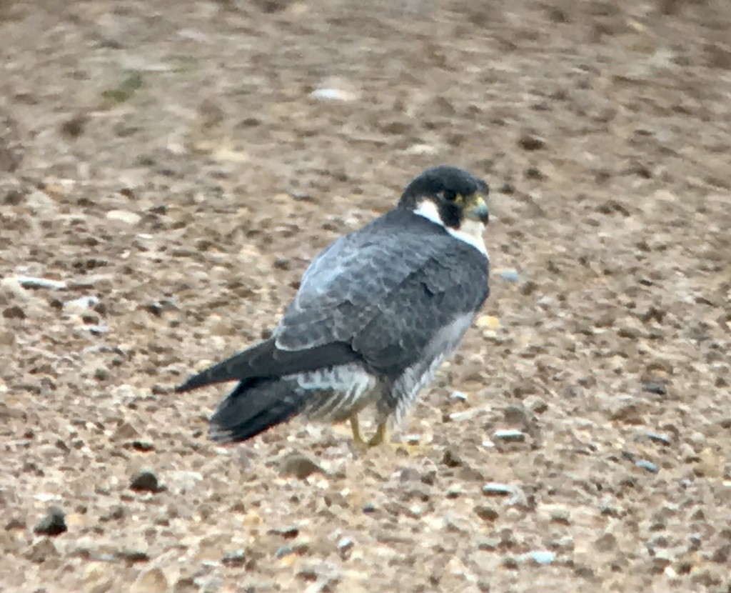 Peregrine Falcon - Mark Greene