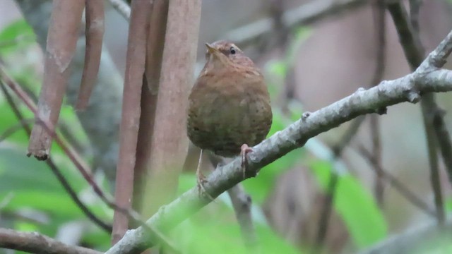 Pacific Wren - ML497503131