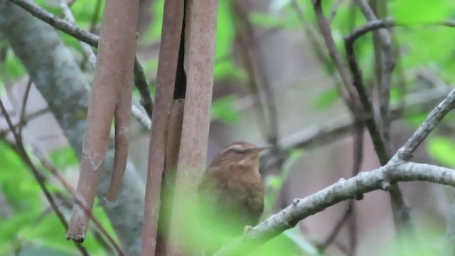 Pacific Wren - ML497503141