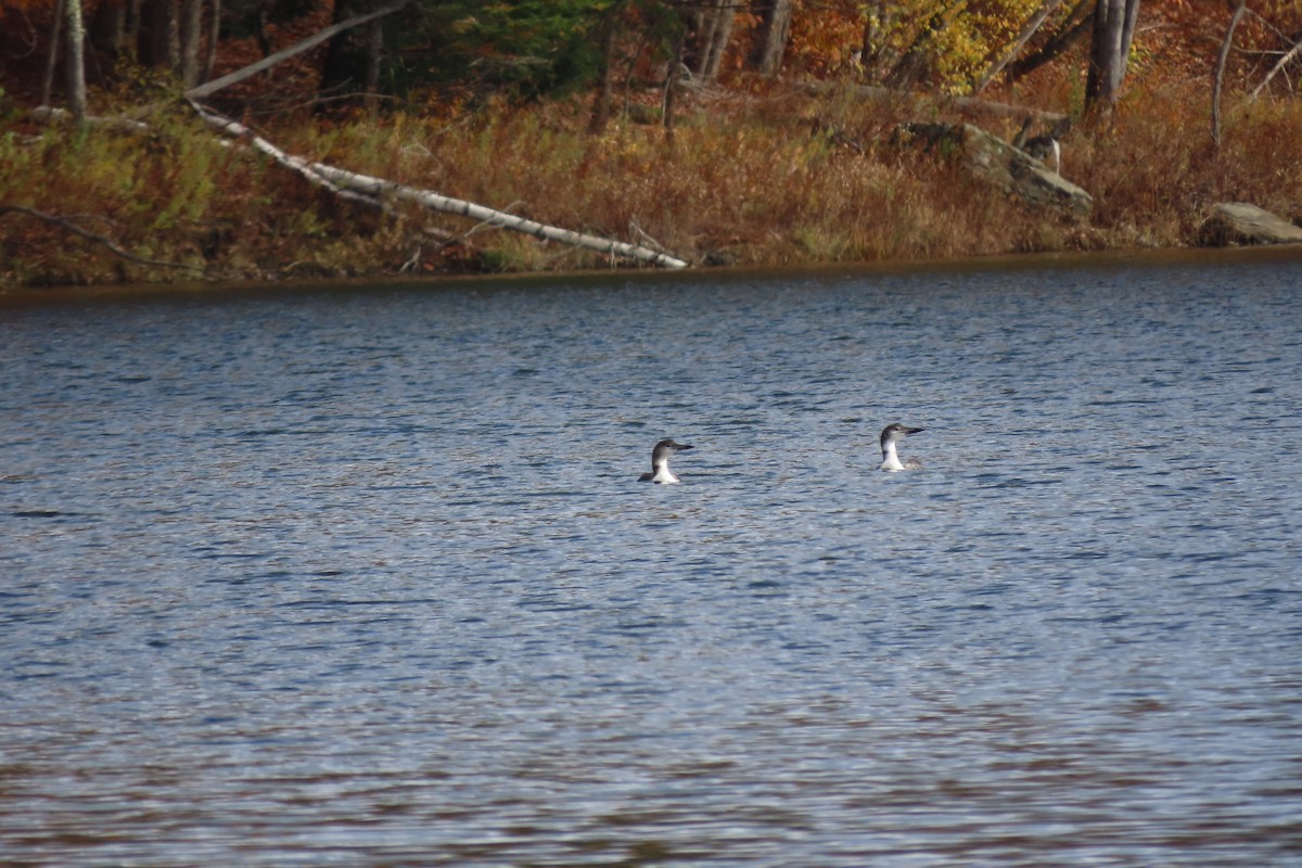 Plongeon huard - ML497504661