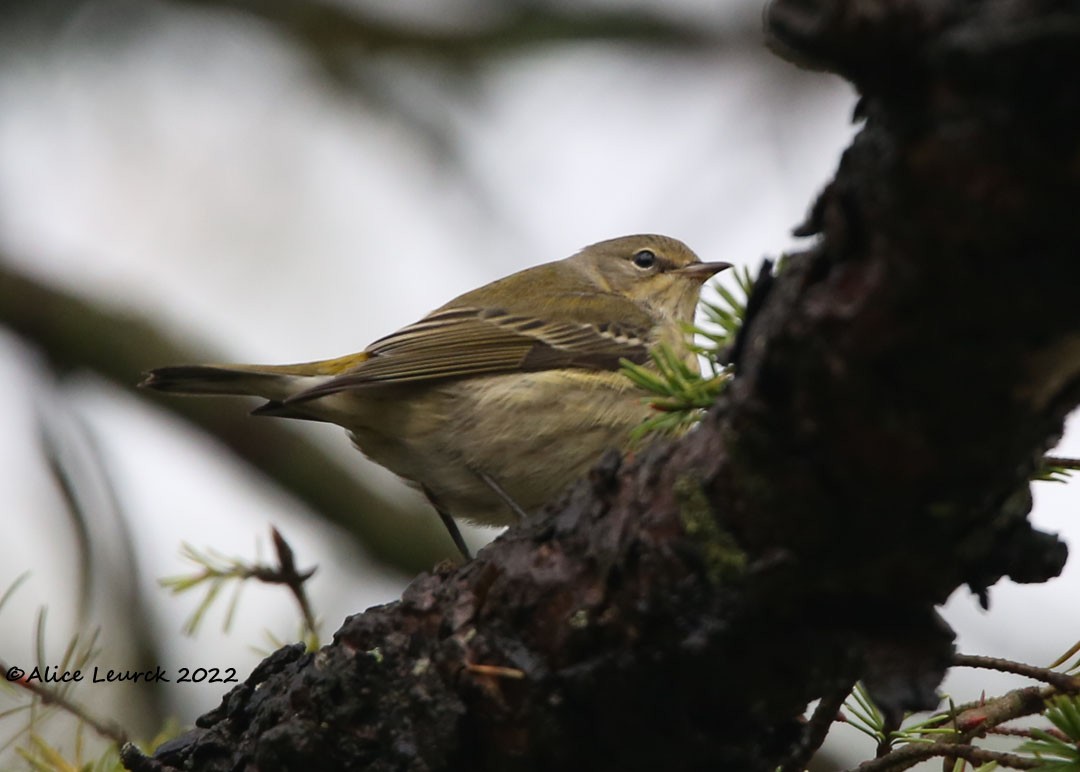 Cape May Warbler - ML497504691