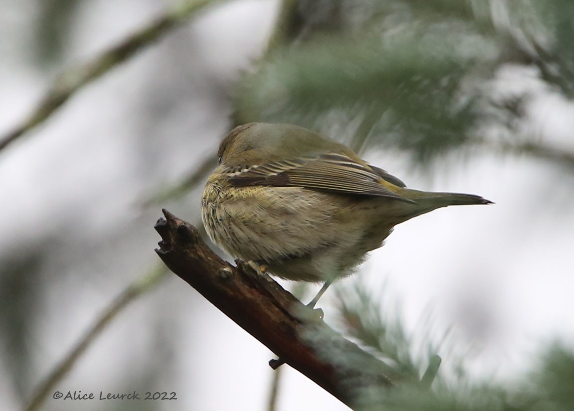 Cape May Warbler - ML497504701