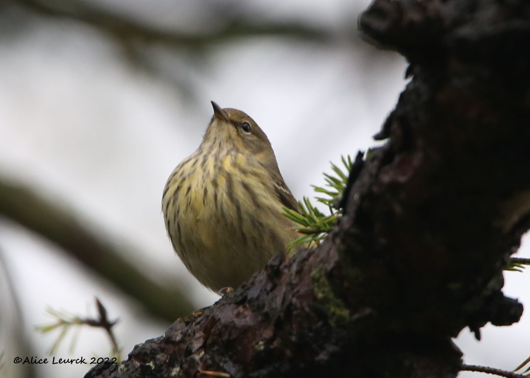 Cape May Warbler - ML497504711