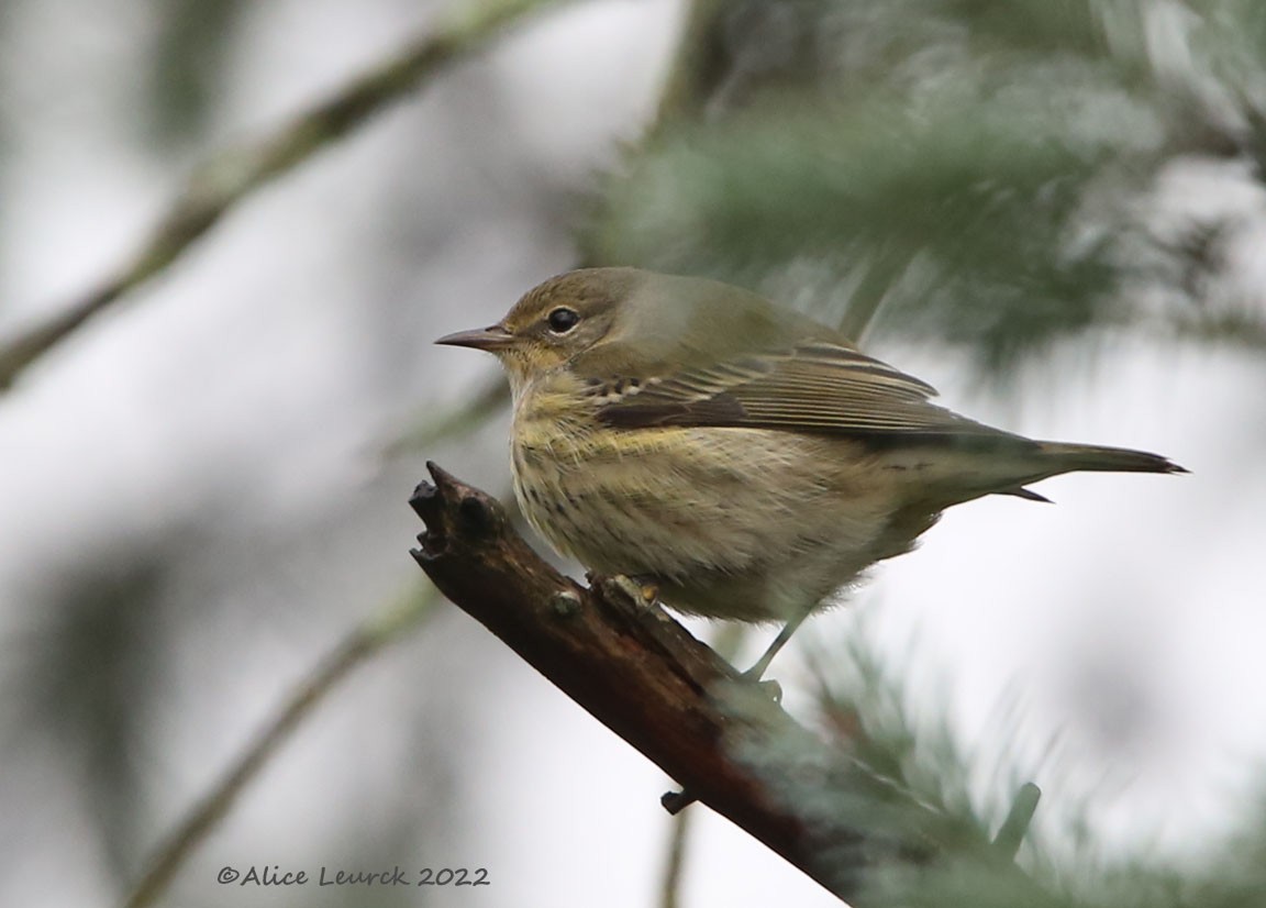 Cape May Warbler - ML497504721