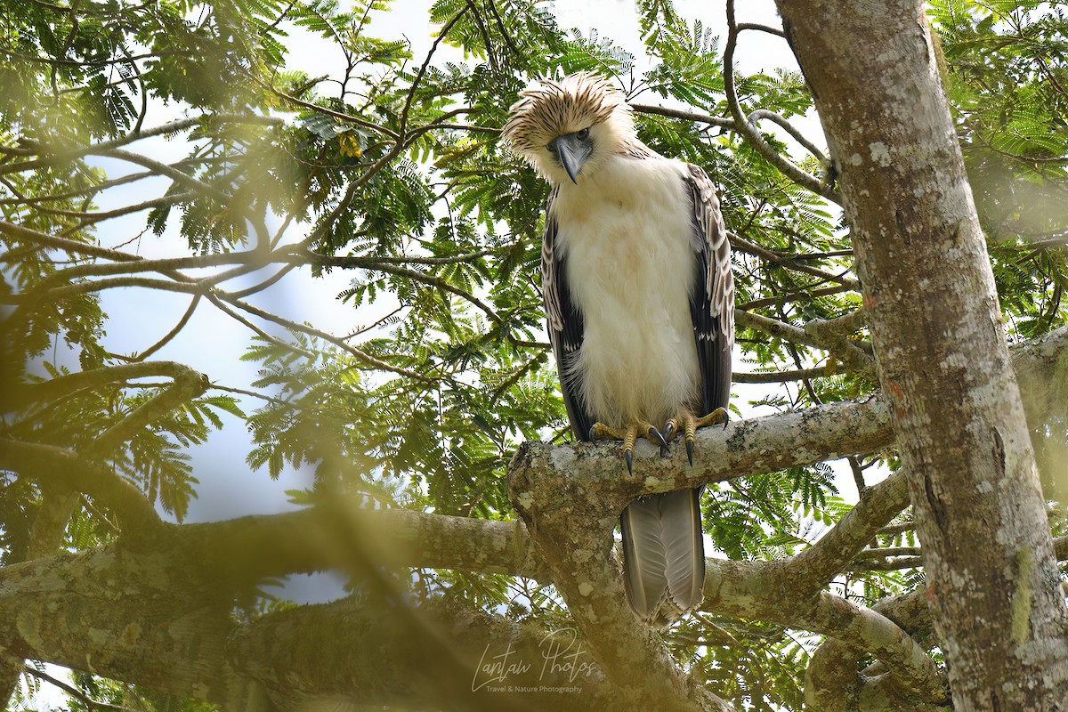 Philippine Eagle - ML497504791