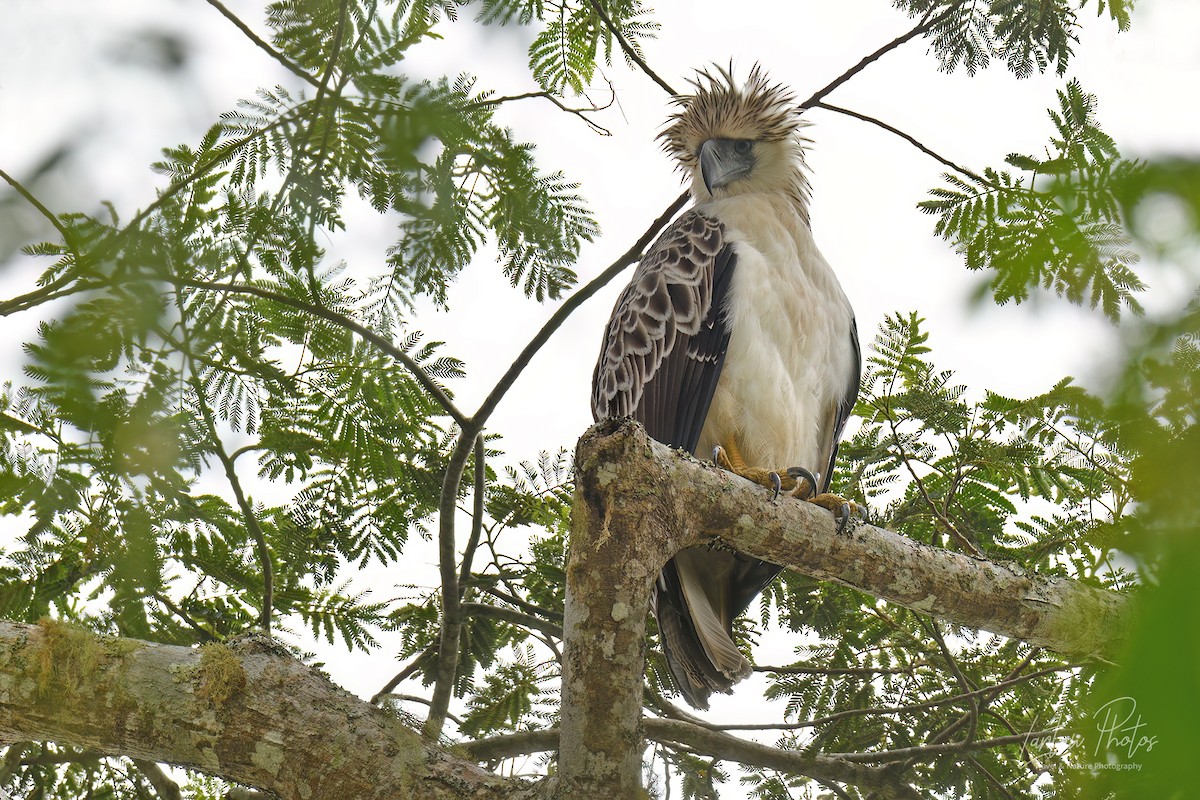 Philippine Eagle - ML497504931