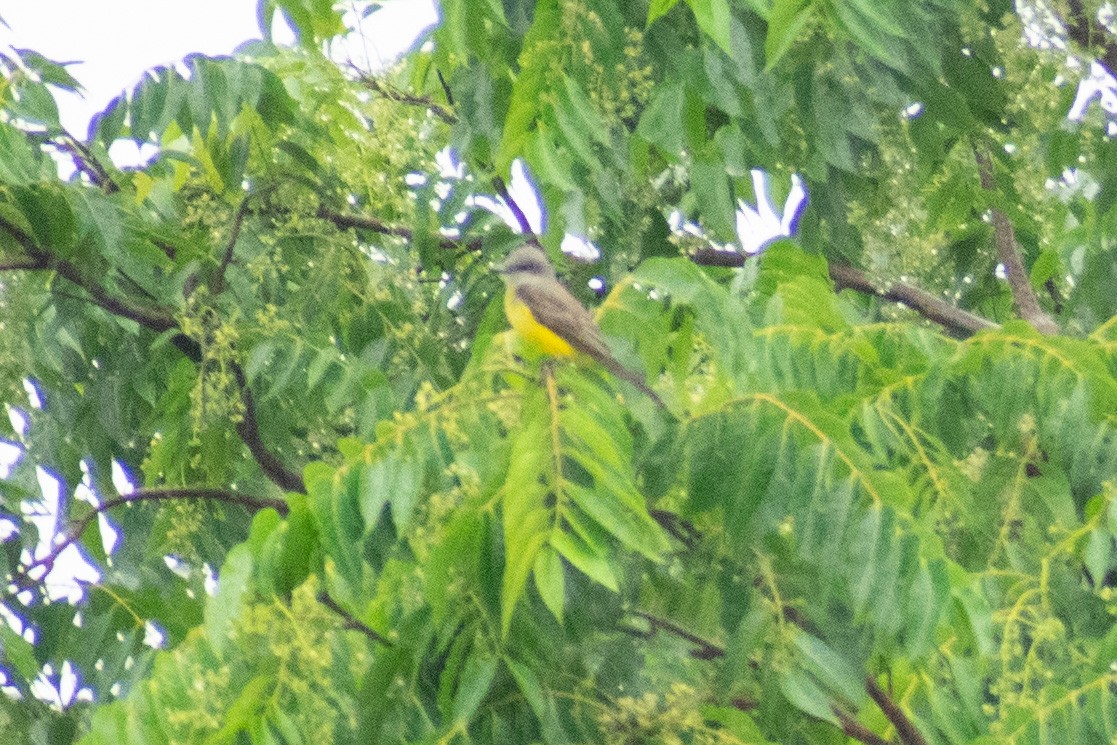 Tropical Kingbird - ML497505281