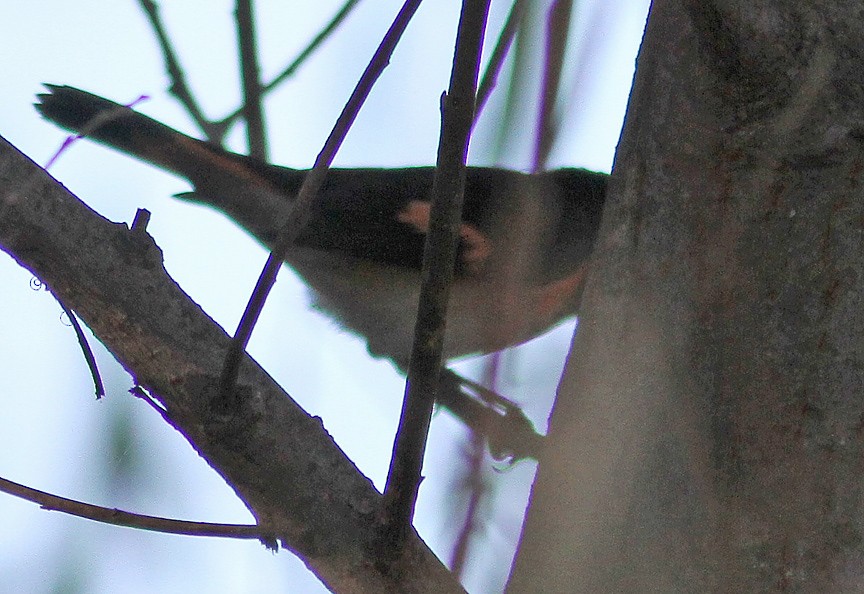 American Redstart - Mike Stensvold