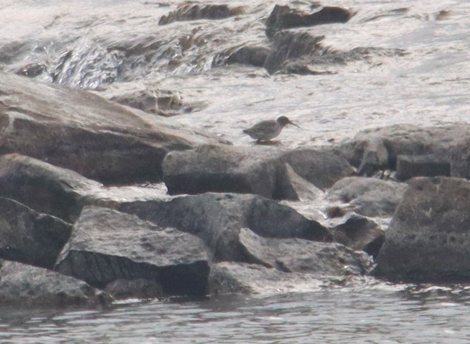 Purple Sandpiper - ML497506501