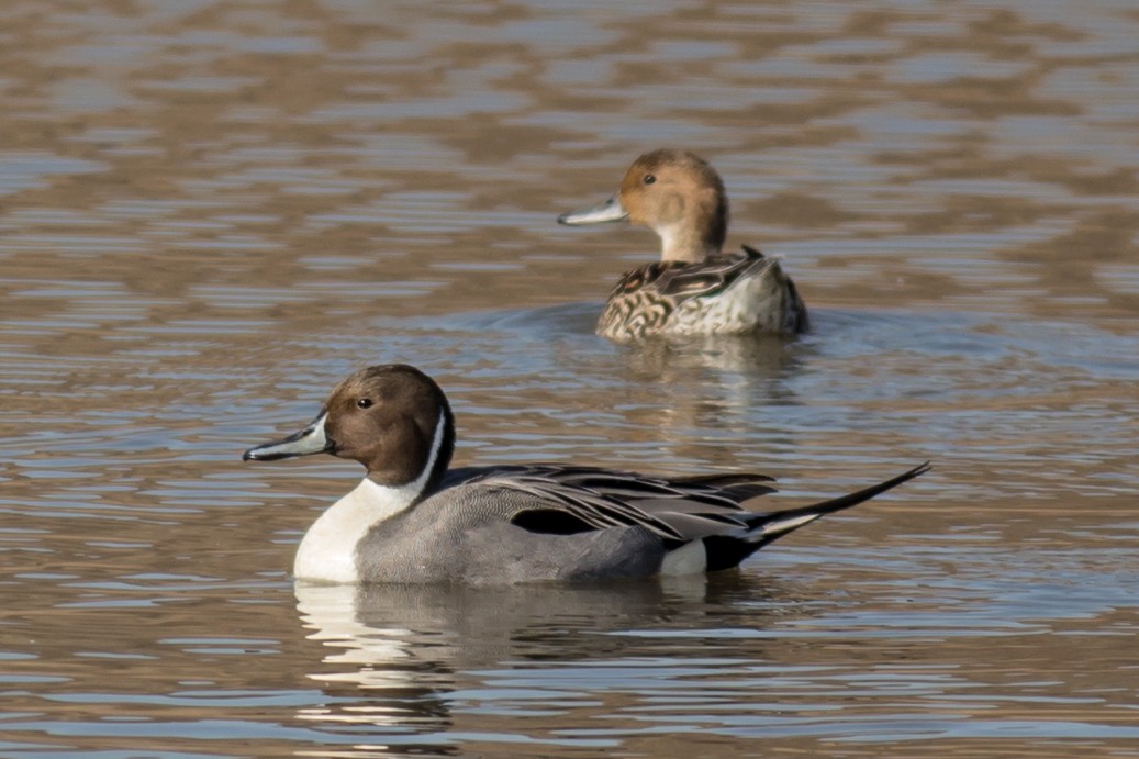 Northern Pintail - William Keim