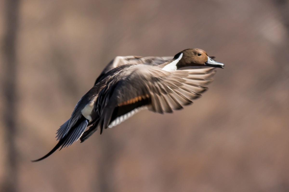 Northern Pintail - William Keim