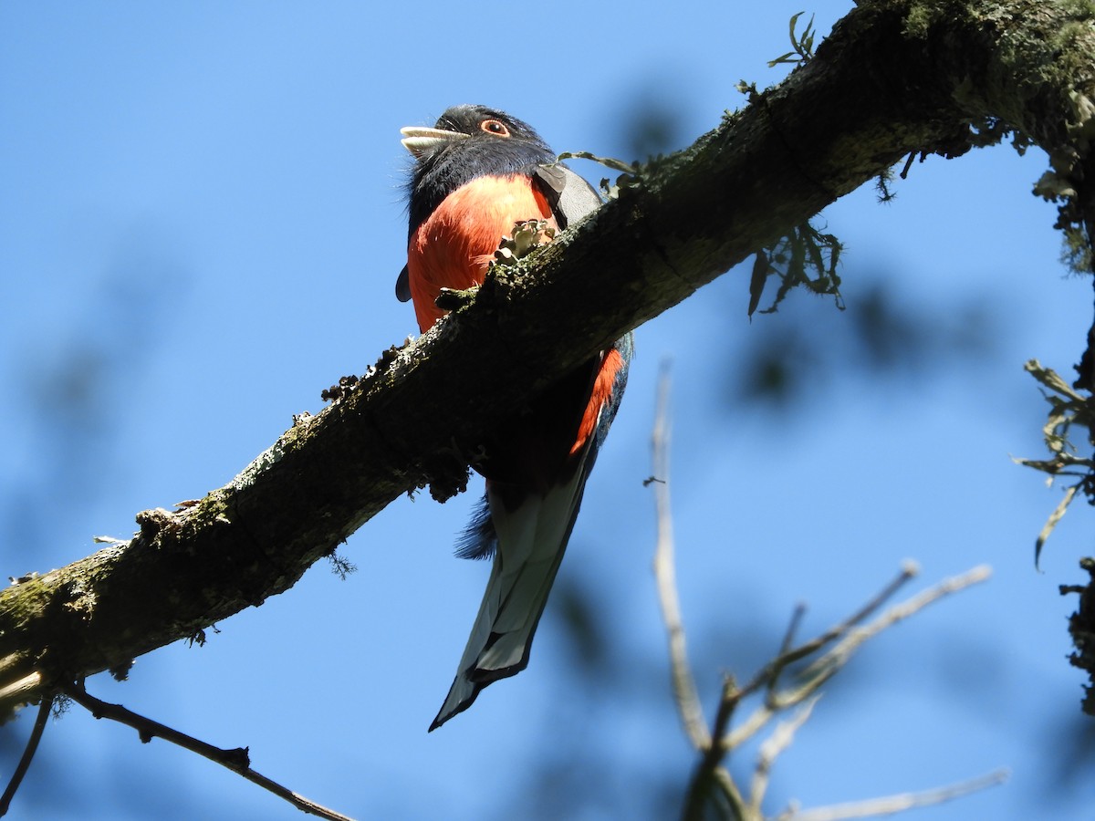 Surucua Trogon - ML497512381