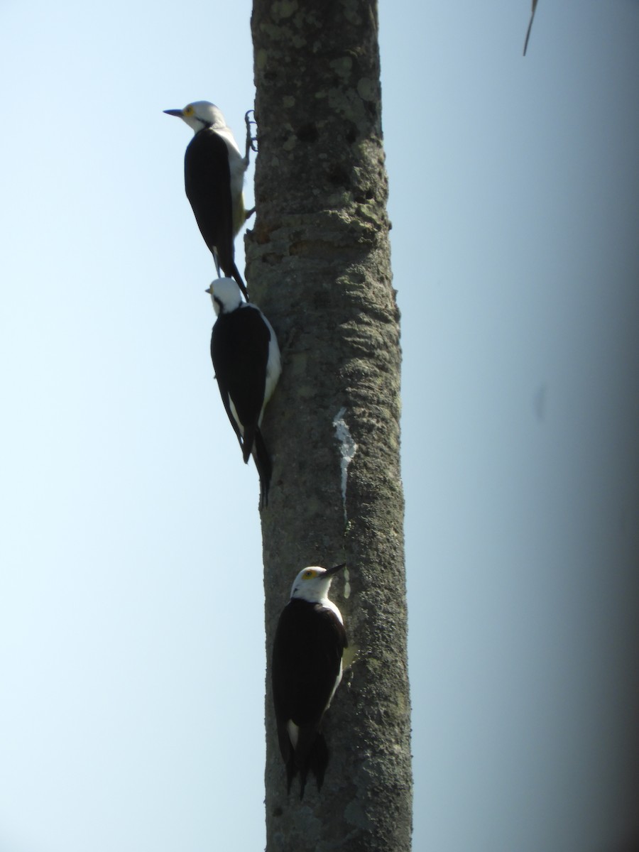 White Woodpecker - ML497512481