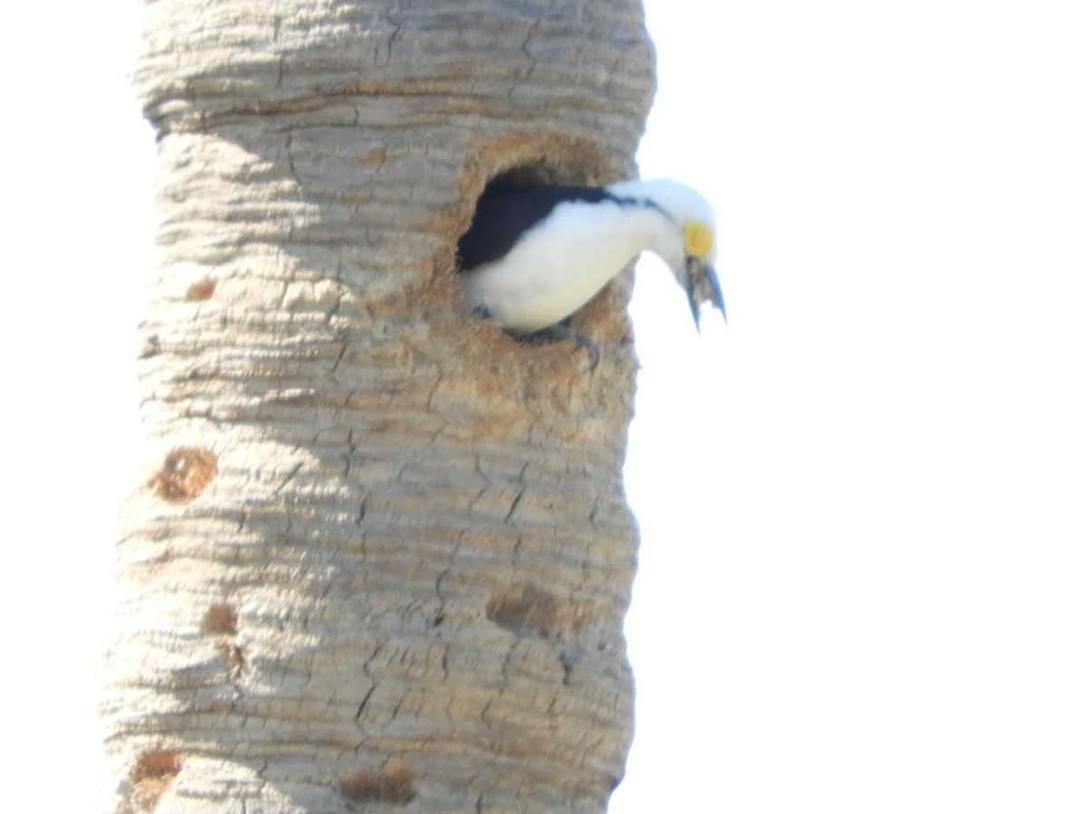 White Woodpecker - ML497512491