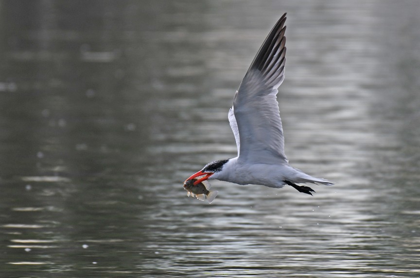 Caspian Tern - ML497512861