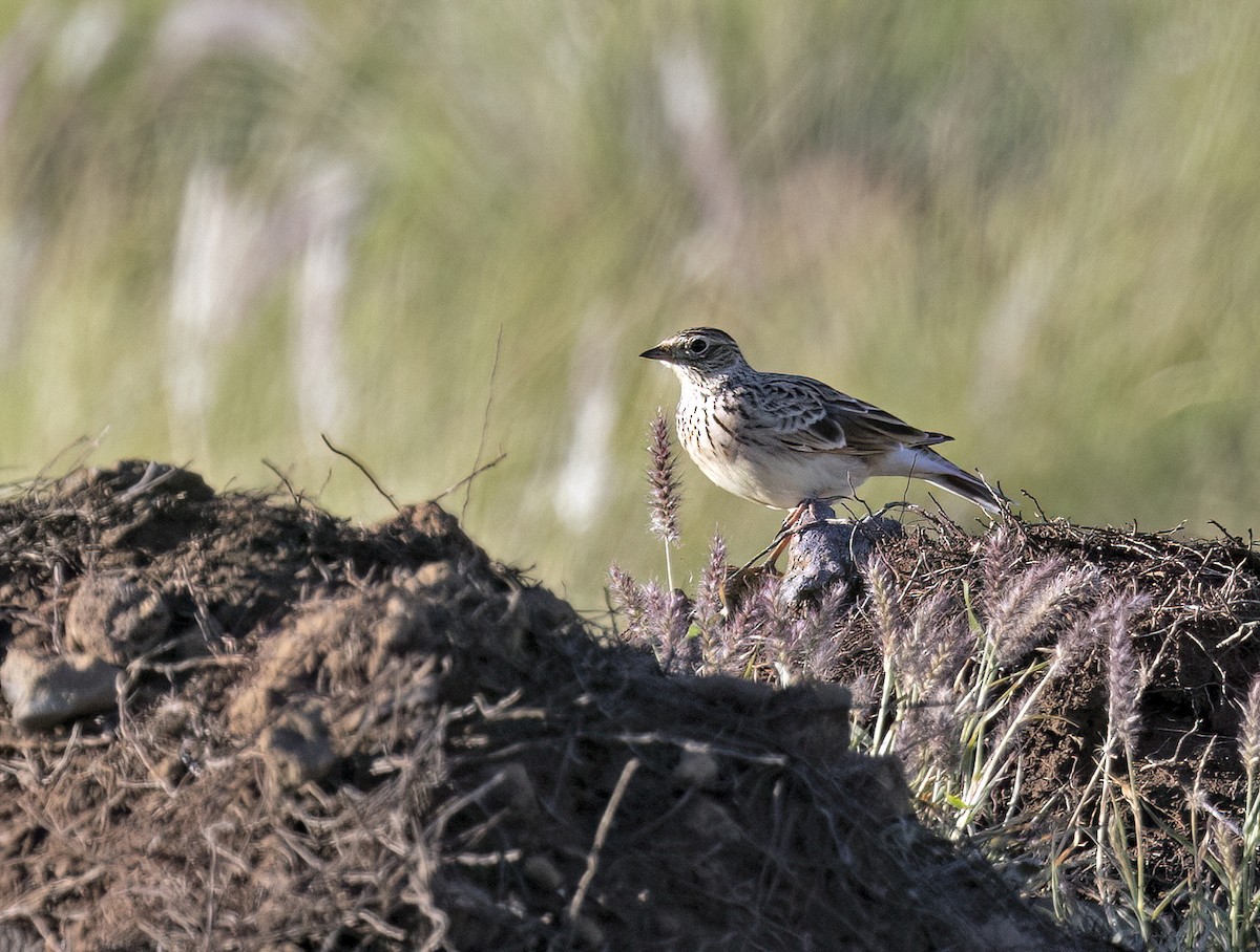 Eurasian Skylark - Tammy McQuade