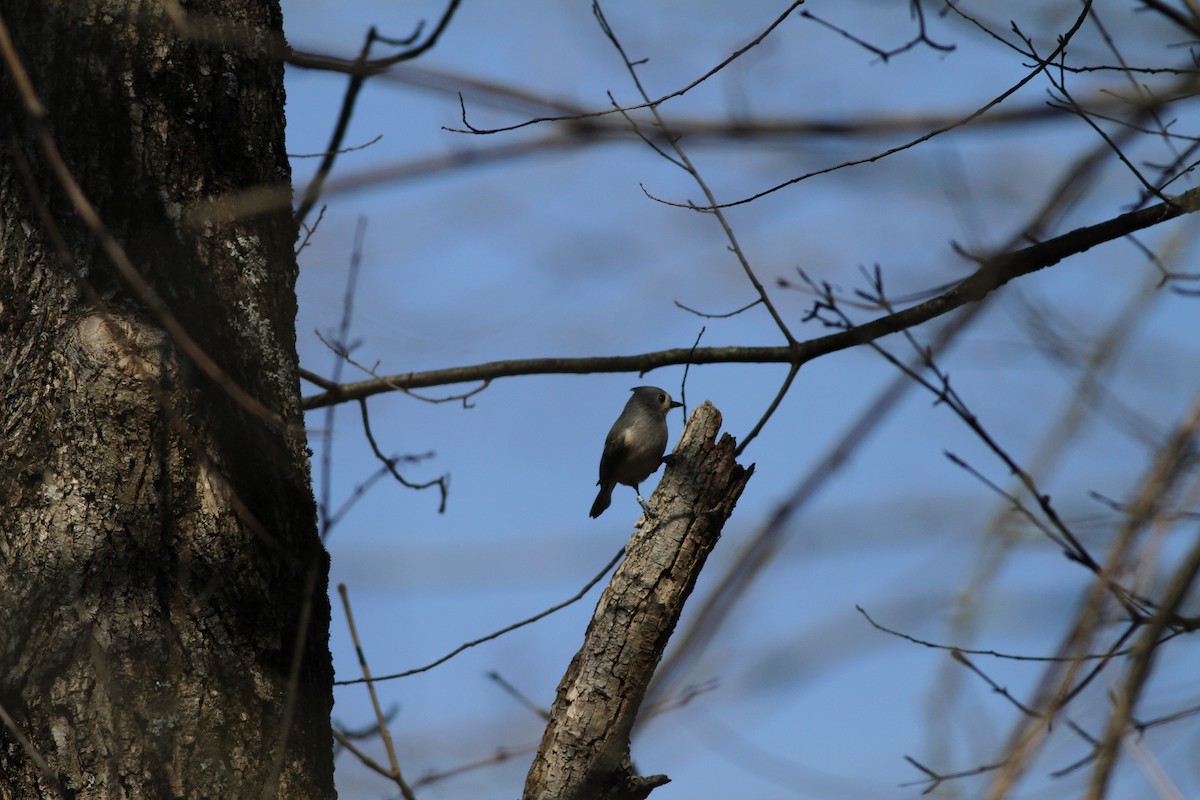 Mésange bicolore - ML49751361