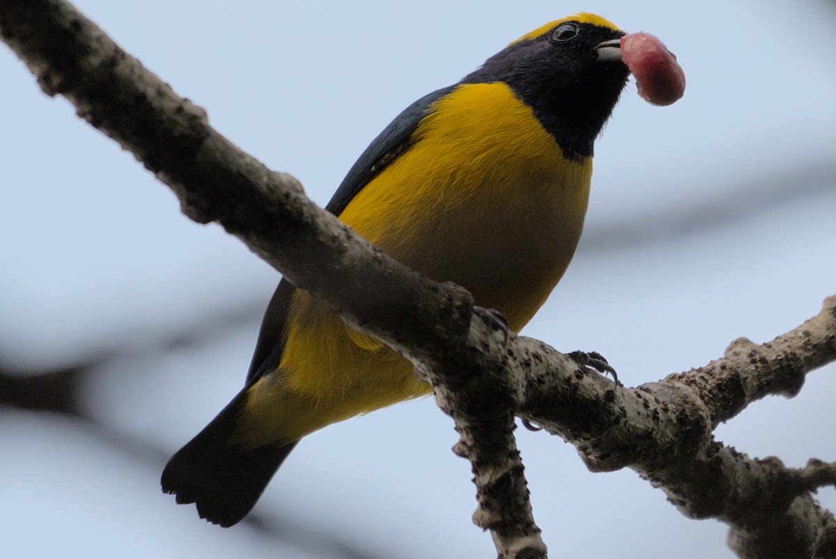 Yellow-crowned Euphonia - ML497514171