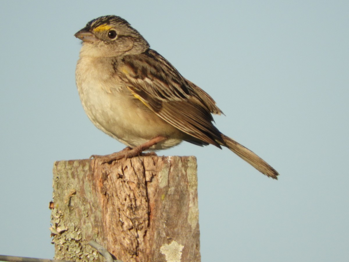 Grassland Sparrow - Silvia Enggist