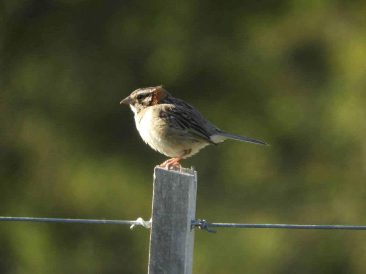 Rufous-collared Sparrow - ML497514391