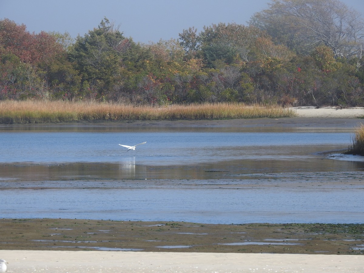 Great Egret - ML497515301