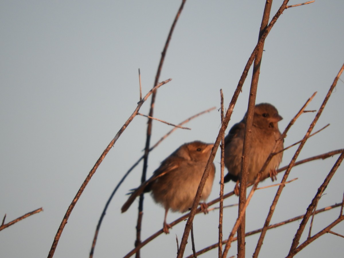 House Sparrow - ML497517901