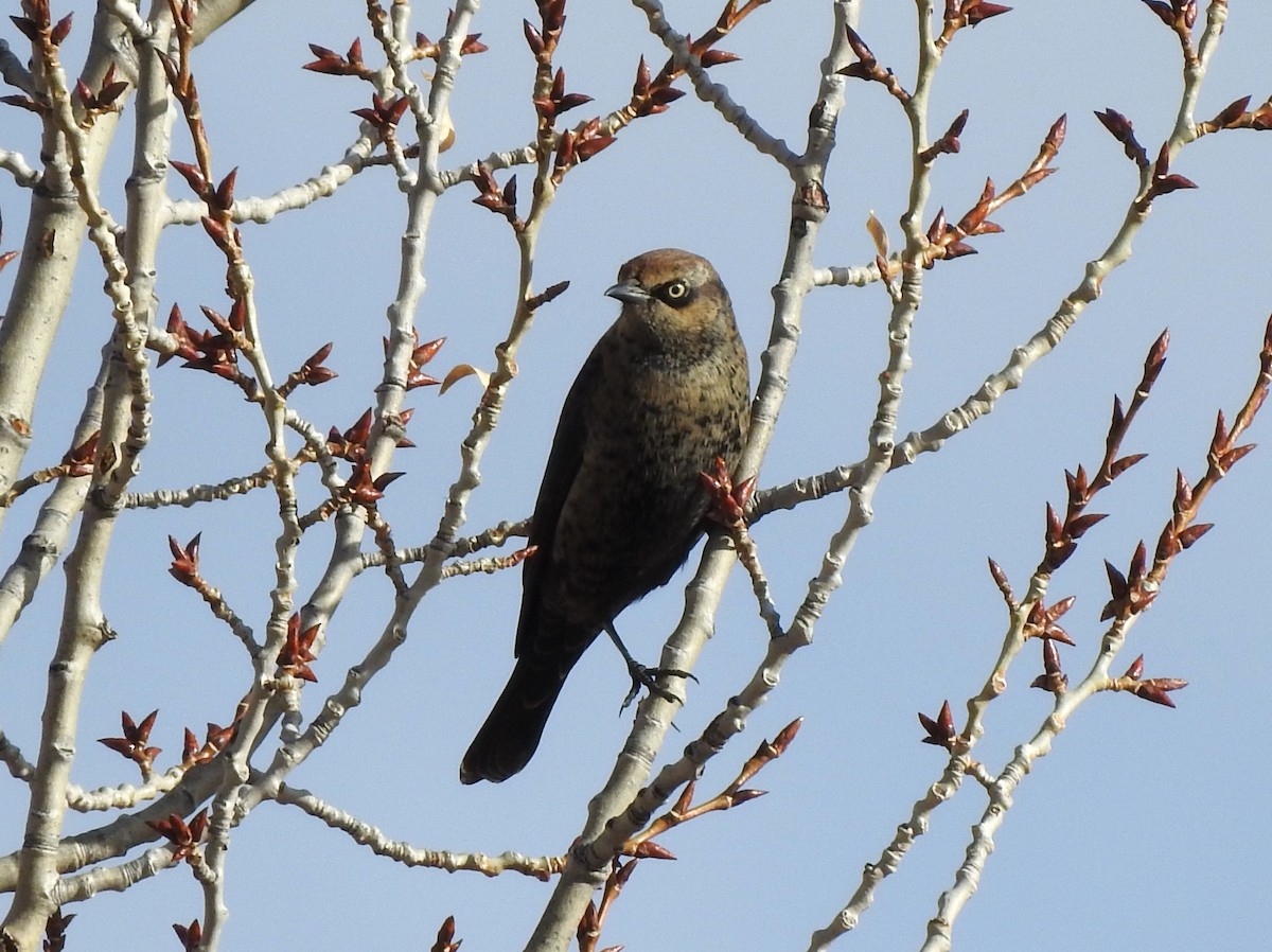 Rusty Blackbird - ML497518911