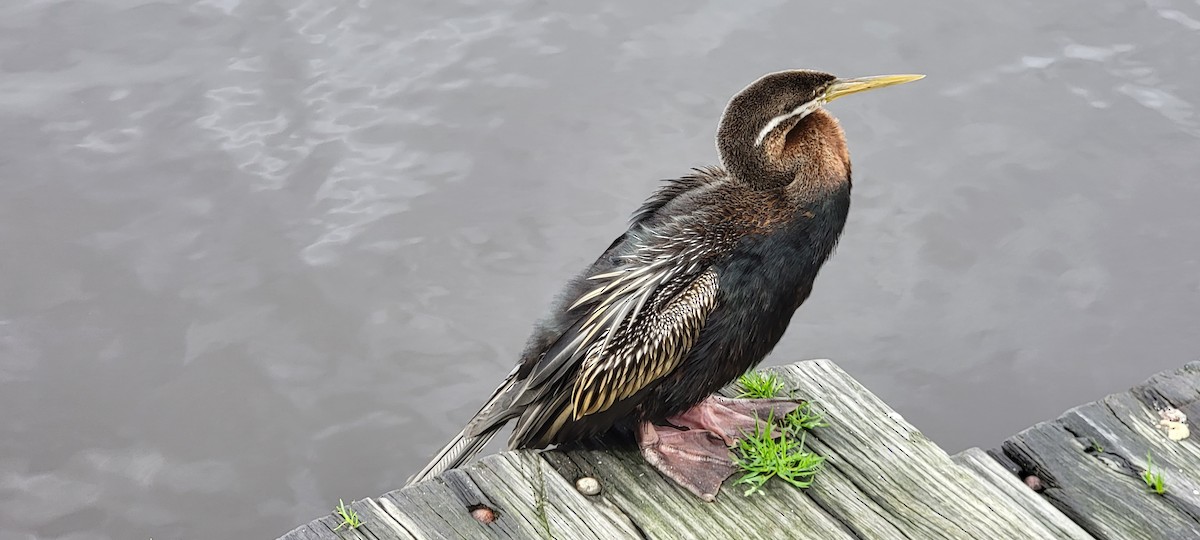 anhinga australská - ML497522231