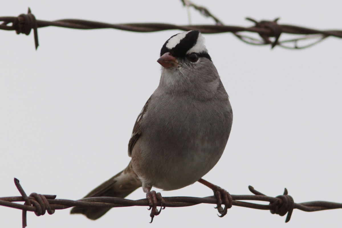White-crowned Sparrow - ML497523111