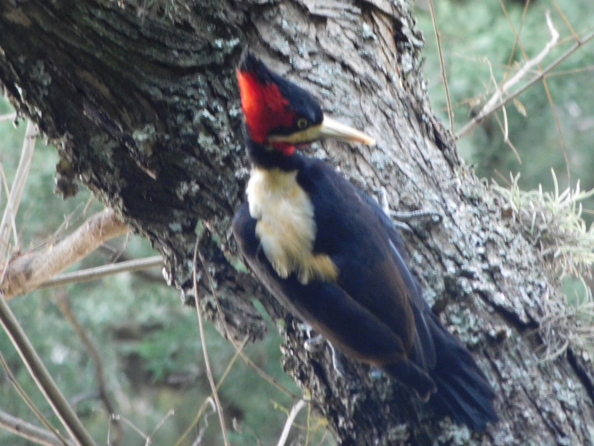 Cream-backed Woodpecker - Juan Martín Fernandez Cecenarro