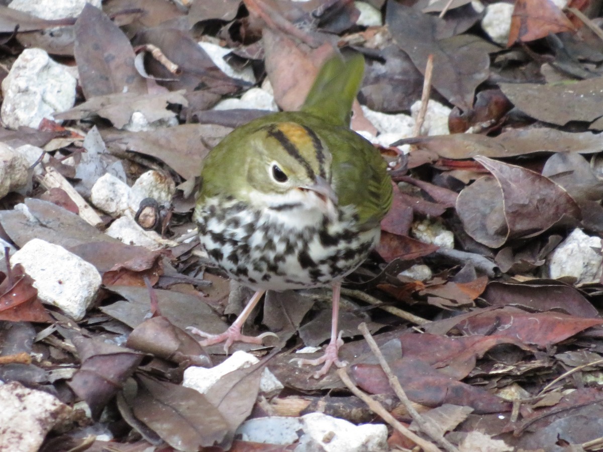 Ovenbird - ML497524041