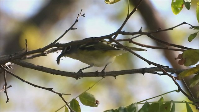 Vireo Solitario - ML497524231